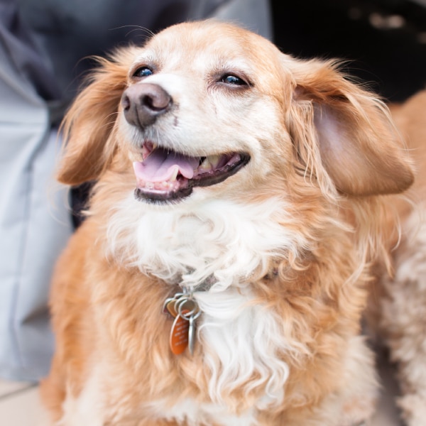 bella-pup-is-so-happy-her-ears-are-ion-2023-11-27-05-24-13-utc (1) (1)